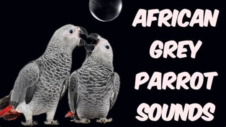 Exploring The Fascinating World Of African Grey Sounds