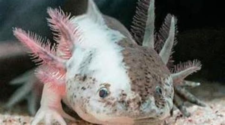 Exploring The Fascinating World Of All Types Of Axolotls