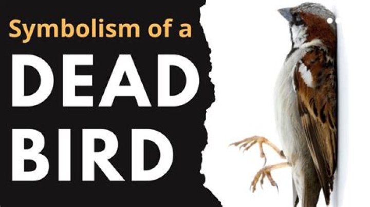 Whispers Of The Sky: The Profound Connection Between Bird Symbolism And Death
