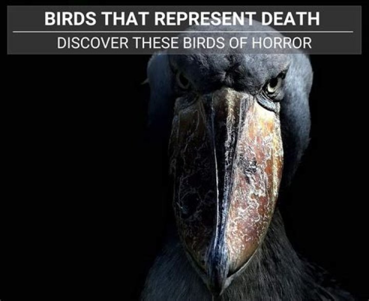 Whispers Of The Afterlife: The Bird That Symbolizes Death