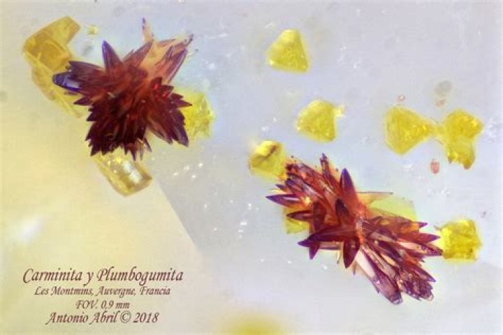 Unveiling The Enigma Of Carminita: A Journey Through Life And Art