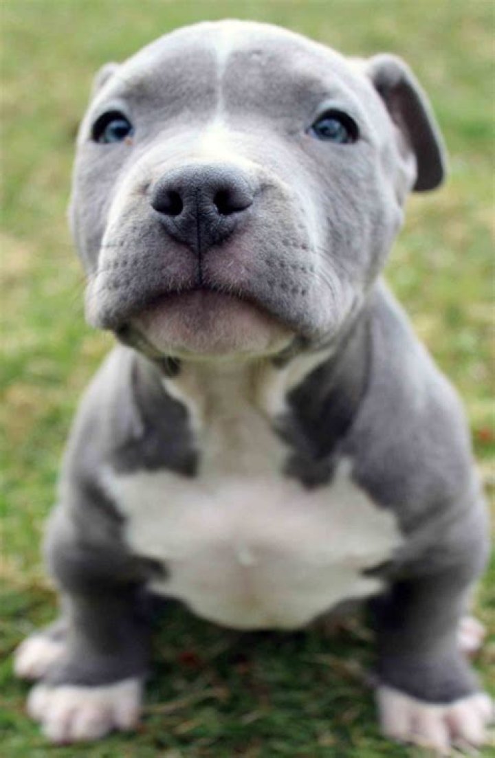 Cute Pitbull: The Adorable Companion You Never Knew You Needed