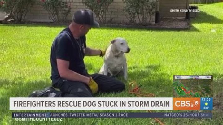 Dramatic Rescue: Dog Escapes Storm Drain Nightmare