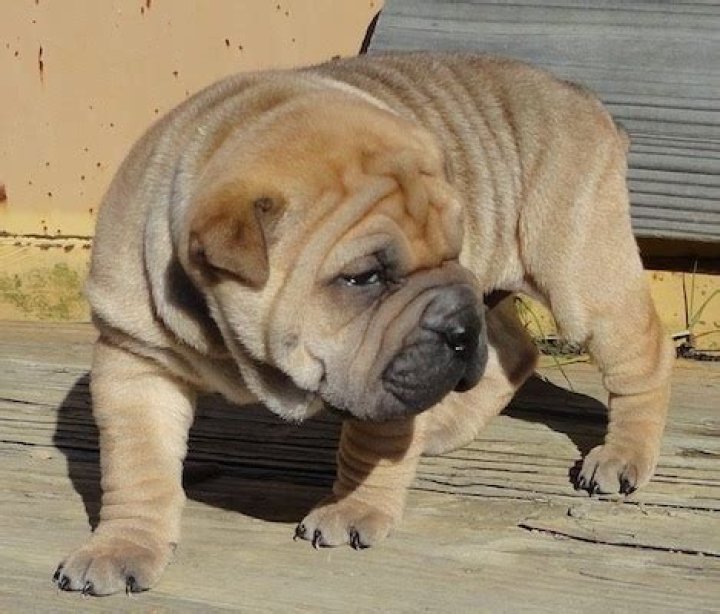 Discovering The Unique Traits Of The English Bulldog Mixed With Shar Pei