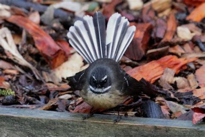 Embracing The Enchantment Of The Fantail In House