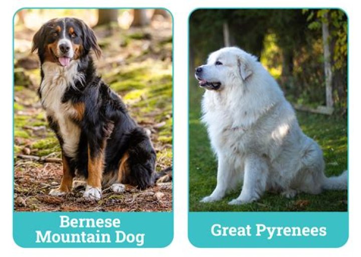 Great Pyrenees Vs Mountain Lion: A Battle Of Strength And Survival