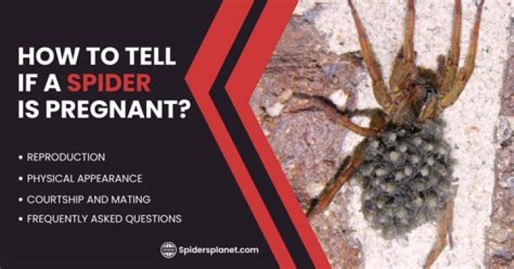 Understanding Spider Pregnancy: How To Know If A Spider Is Pregnant