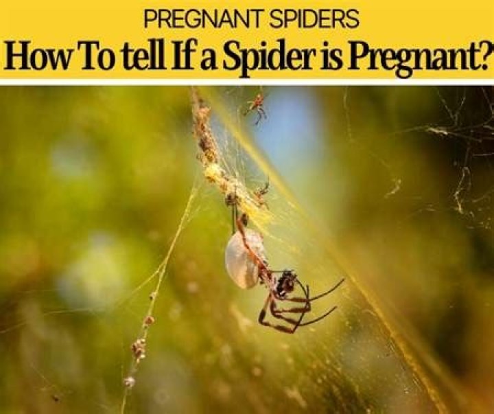 Understanding The Signs: How To Tell If A Spider Is Pregnant