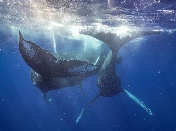 The Enchanting Ritual Of Humpback Whale Courtship