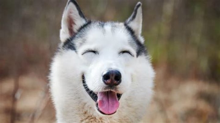 Discovering The Charm Of The Husky Smile