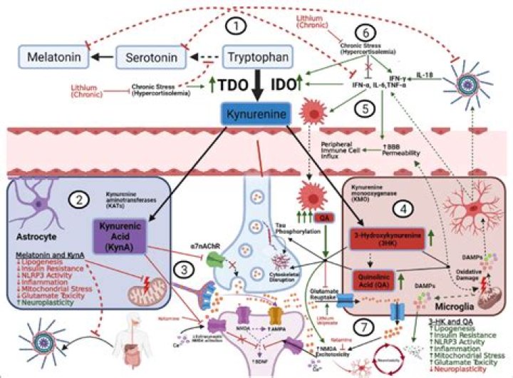Unveiling The Fascinating World Of Kyn May