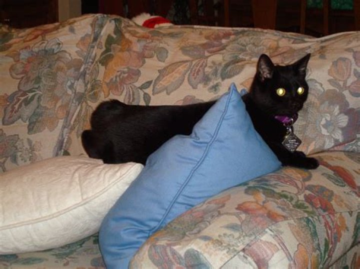 Your Ultimate Guide To Nikki Cats In Surat