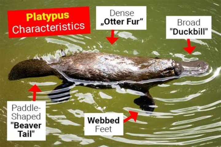 Unveiling The Unique Characteristics Of The Enigmatic Platypus