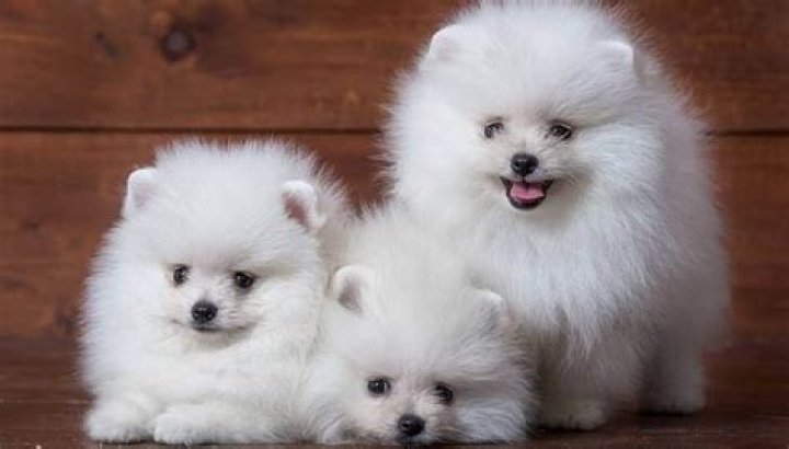 Pomerania Precio En Dolares: Todo Lo Que Necesitas Saber
