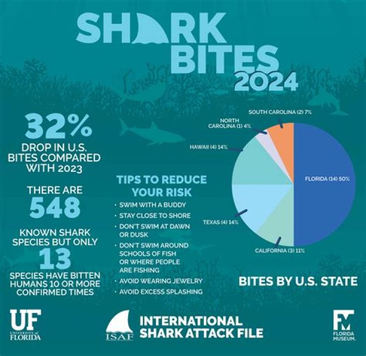 Shark Attacks In Hilton Head 2024: What You Need To Know