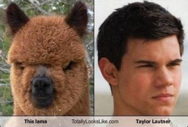 Exploring The Fascinating World Of Taylor Lautner Lama