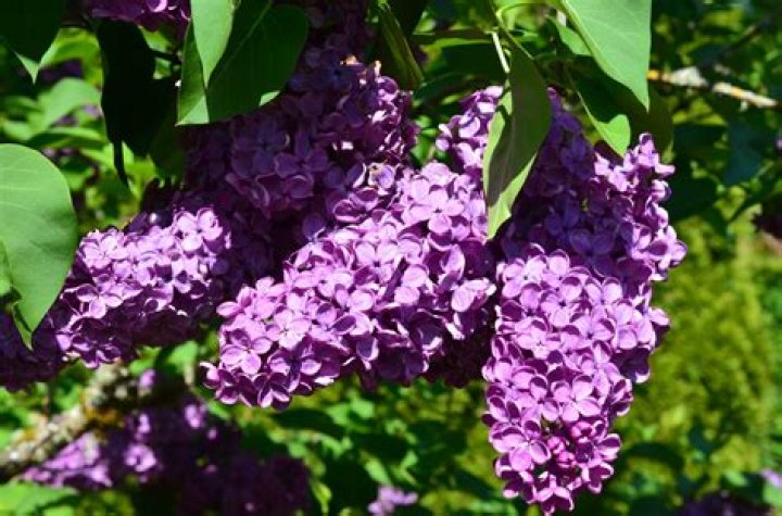 Vibrant Lilacs: Exploring Washington's Purple Crown
