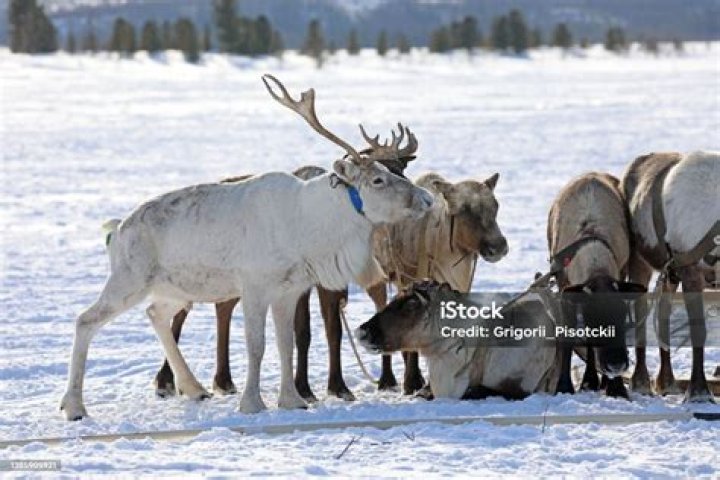 Discovering The Mystique Of The Yamal Animal